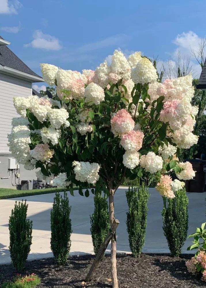 Tüvihortensia "Sundae Fraise" 10L pott