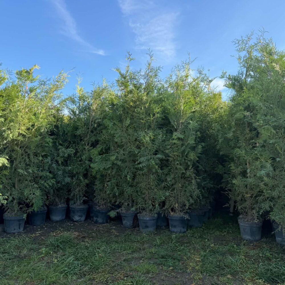 Brabant elupuu 10L potis, 200-250cm