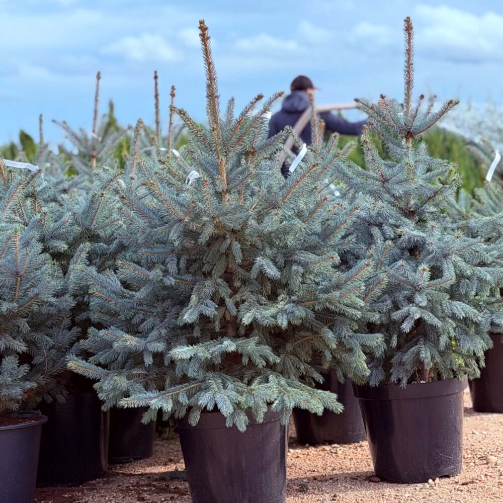 Torkav kuusk "Super Blue Seedling" SBS, 20L pott, 90-110cm
